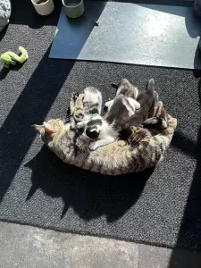 Lieve en ondernemende kittens zoeken hun nieuwe thuis - afbeelding 5