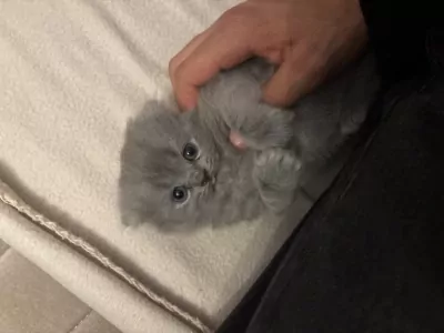 Lichtgrijze Britse langhaar scottish fold - afbeelding 2