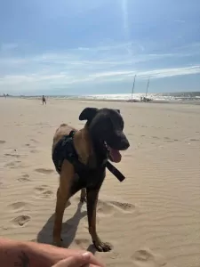 Mechelse herder met stamboom en werklijn - afbeelding 3