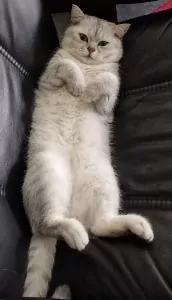 Britse Korthaar kater! - afbeelding 6