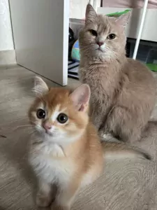 Britse korthaar kittens, bijna 12 weken oud - afbeelding 6