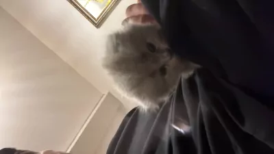 Lichtgrijze Britse langhaar scottish fold - afbeelding 3