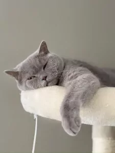 Nieuw huisje gezocht voor onze Brits Korthaar Lilo - afbeelding 4