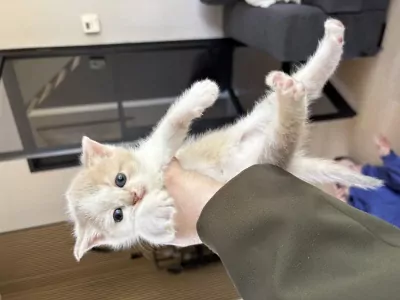 Kittens - afbeelding 2