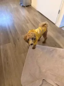 We zoeken een nieuw huisje voor onze puppy - afbeelding 5