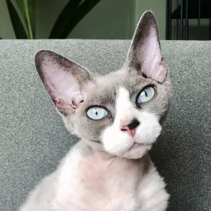 Twee aanhankelijke Sphynx katten zoeken een blijvend thuis - afbeelding 3