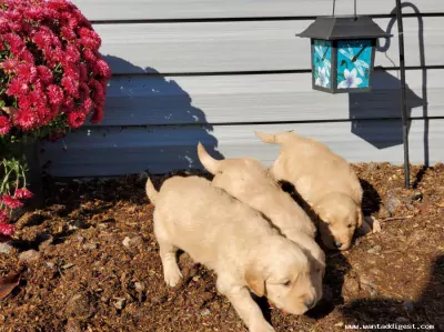 Golden Retriever Pups - Zorgvuldig gefokt met Stamboom. - afbeelding 3