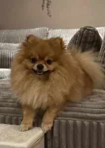 Pomeriaan te koop verkopen Arnhem Nederland - 5295