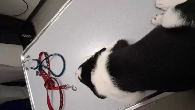 Sportieve border collie pup zoekt zijn mand - afbeelding 6