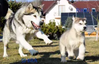 Alaskan malamute pups - afbeelding 20