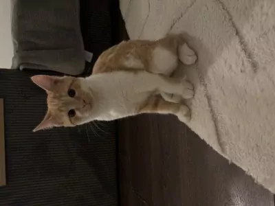 Rode kleine kitten, 13 weken oud - afbeelding 2