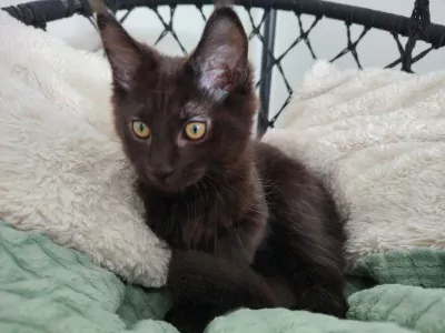 Maine Coon kittens - afbeelding 3
