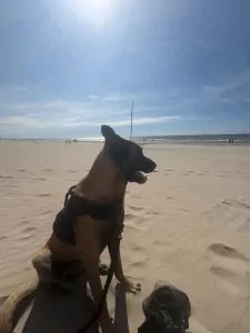 Mechelse herder met stamboom en werklijn - afbeelding 4