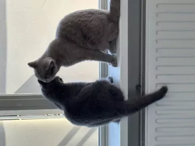 kitten - afbeelding 2
