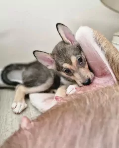 Siberische husky te koop verkopen Enschede Nederland - 4761