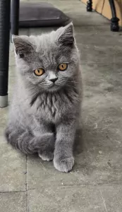 Britse korthaar Kitten (kater) - afbeelding 4