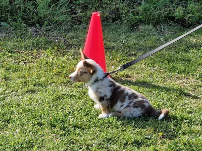 Mooie Welsh Corgi Cardigan reu red merle - afbeelding 6