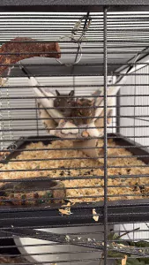 Degoe te koop verkopen Schiedam Nederland - 5110