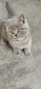 Brits korthaar kittens - afbeelding 2