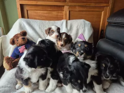 Australian Shepherd te koop verkopen Olen Belgie - 5219