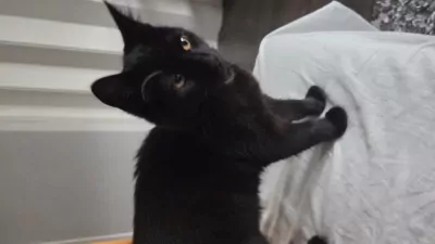 Kater en poes, broer en zus - afbeelding 2