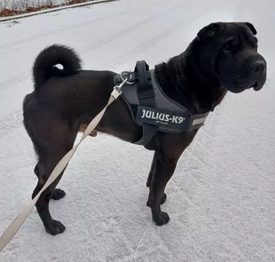 3 jaar Lucky - Reu Shar-pei - afbeelding 5