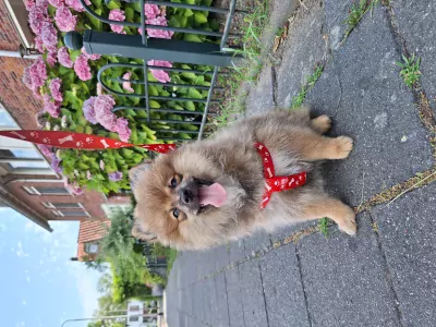 Beautiful Pomeranian puppies - afbeelding 4