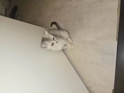 Luna 5 maanden poesje vader Brits korthaar - afbeelding 5