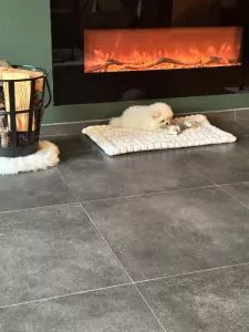 Pomeriaan te koop verkopen Geldrop Nederland - 5093