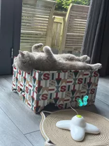 Nieuw huisje gezocht voor onze Brits Korthaar Lilo - afbeelding 2