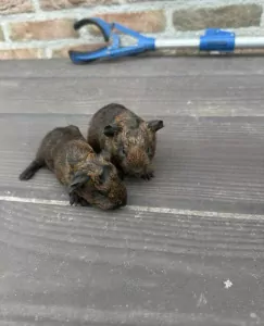 Cavia te koop verkopen Geleen Nederland - 4787