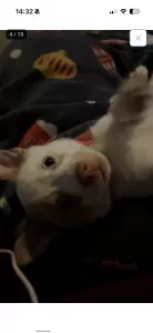 Ik ben bella - afbeelding 4