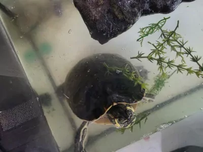 Schildpad te koop verkopen Tilburg Nederland - 5755