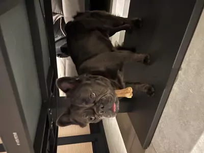Franse Bulldog te koop verkopen Dordrecht Nederland - 5757