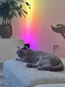 Brits Korthaar te koop verkopen Valkenburg Nederland - 5301