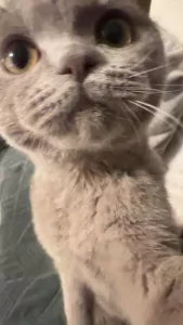 Kat te koop, brits korthaar. - afbeelding 3