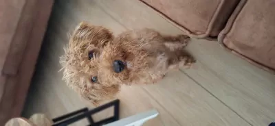 Labradoodle te koop verkopen Putte Nederland - 5467