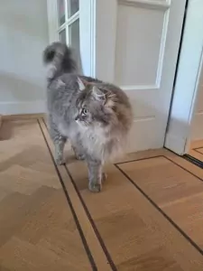 Liefdevol thuis gezocht voor twee hele lieve Ragdolls ❤️ - afbeelding 3