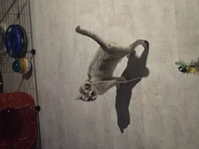 Luna 5 maanden poesje vader Brits korthaar - afbeelding 2