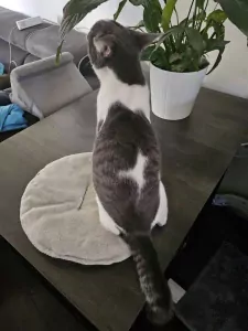 2 bijna 1jarige kittens te koop - afbeelding 2