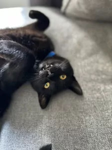 Lieve kater zoekt nieuw thuis - afbeelding 6