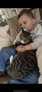 2 katers - afbeelding 2