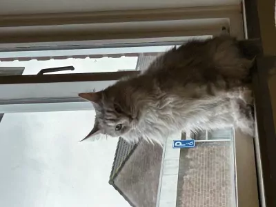 Prachtige lieve Maine coon poes - afbeelding 2