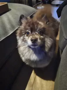 Pomeriaan te koop verkopen Rotterdam Nederland - 5260