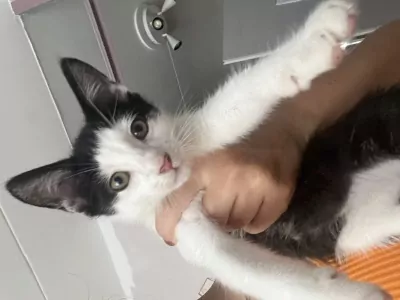 Kittens - afbeelding 2