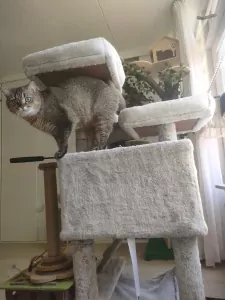 2 british shorthair katten - afbeelding 7