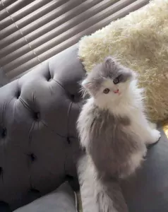 Prachtige Ragdoll × Britse Langhaar - afbeelding 4