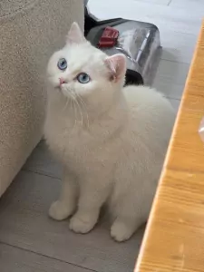 Witte Britse Korthaar poes 1 j inclusief al haar spullen - afbeelding 2