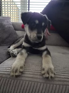 Labrador Retriever te koop verkopen Spijkenisse Nederland - 5205