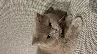 Britse Korthaar Coco zoekt een liefdevol nieuw thuis 🐾 - afbeelding 3